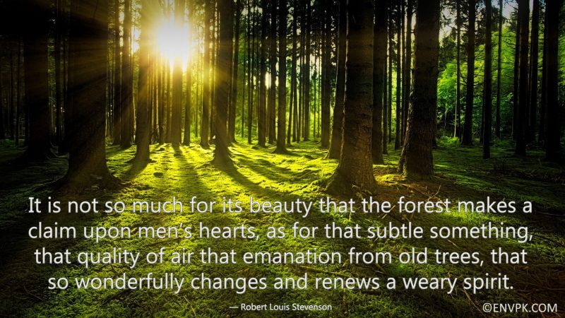 15 Amazing Quote Wallpaper Pictures about Trees and Forests