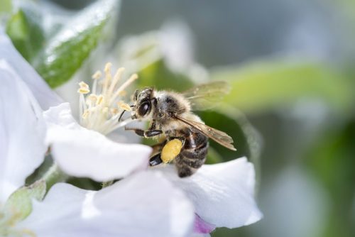 biodiversity-loss-causes-effects-and-solutions