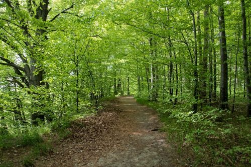 Temperate Deciduous / Mixed forests of Pakistan - Climatic Biome