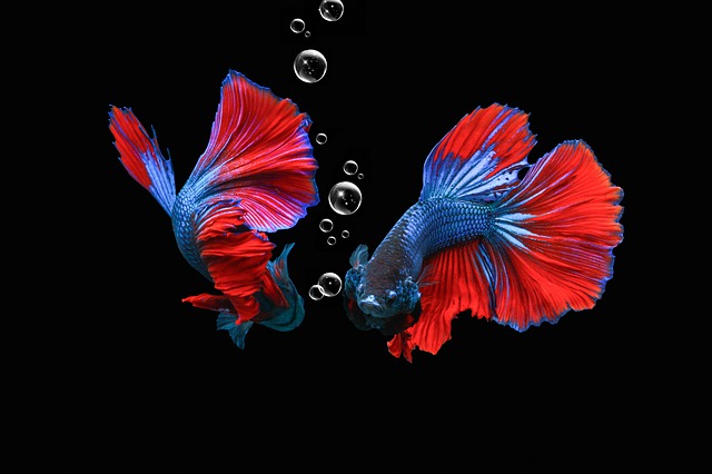 20 Very Beautiful Fish That You Must See Pictures