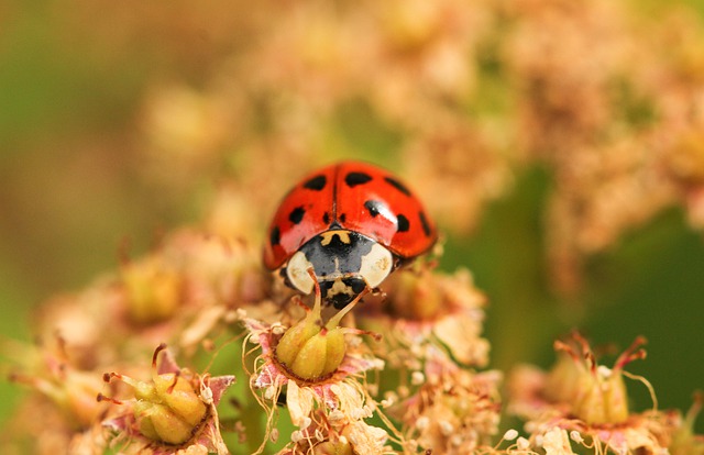 Introduction Of Invasive Species