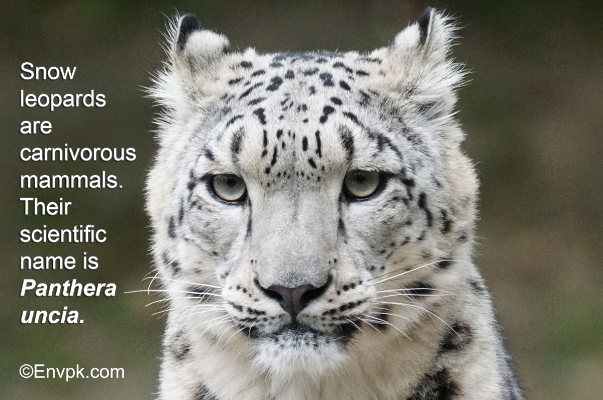 15-interesting-cool-facts-about-snow-leopards-in-pictures