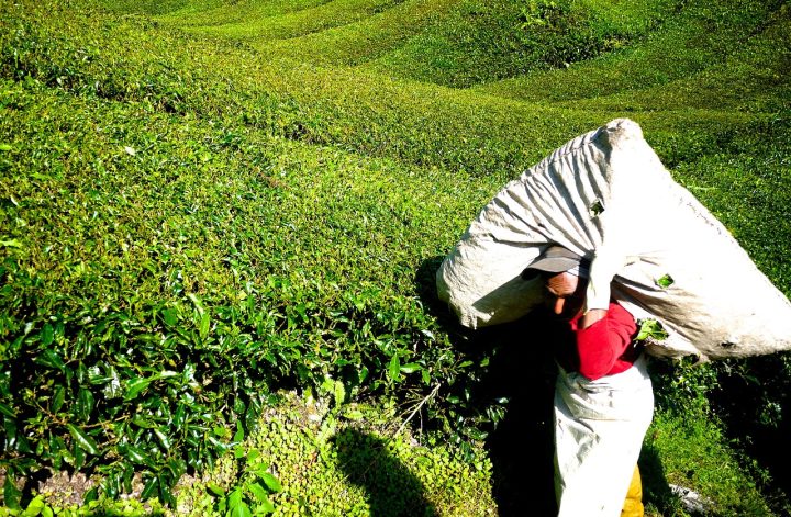 Tea-Plantation