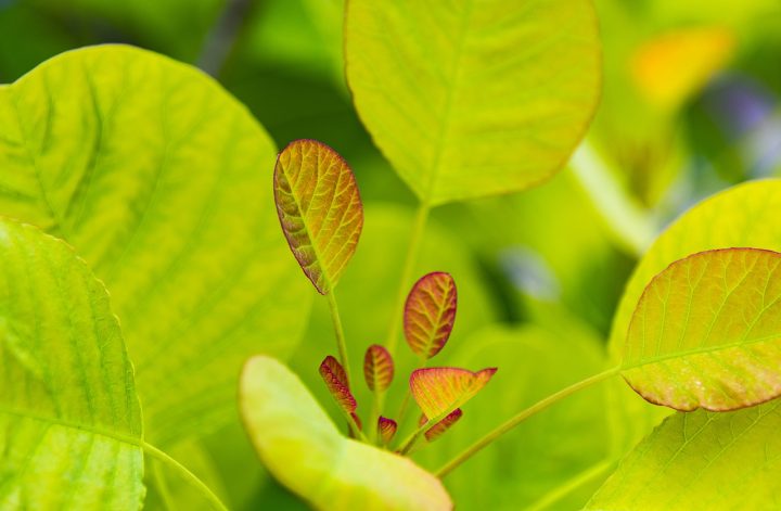 plant-green- leaves