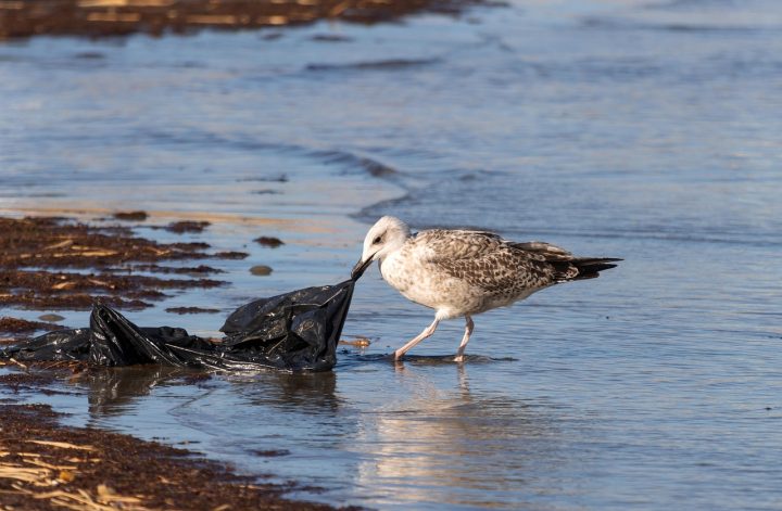 seagull-plastic pollution